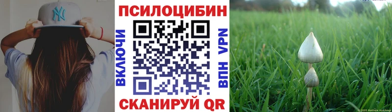 kraken онион  Жуковка  Галлюциногенные грибы Psilocybe 